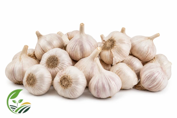 Fresh Egyptian garlic