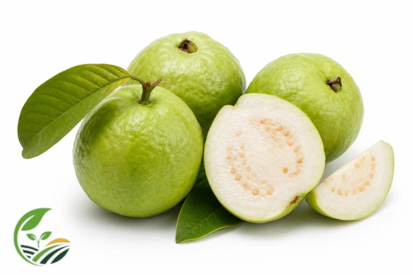 Fresh Egyptian guava