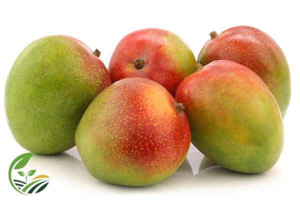 Egyptian Mango