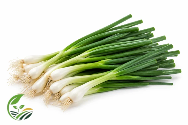 Fresh Egyptian spring onions