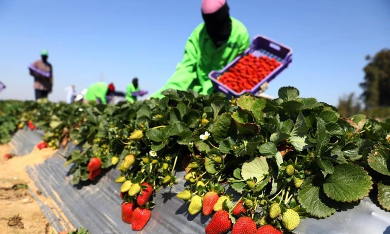 Fresh produce harvest in the Nile Delta, Egypt